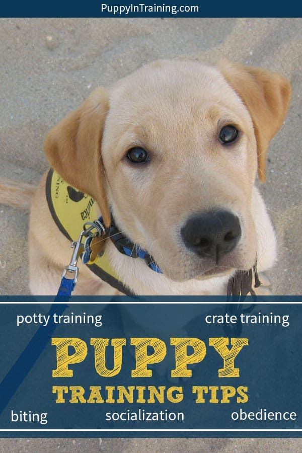 Our very best puppy training tips from our experiences as service dog puppy raisers. Everything from puppy biting, potty training, crate training, basic obedience, and socialization. If you’re looking for tips on how to raise and train your puppy then check it out. #puppytrainingtips #puppytraining #howtotrainapuppy #puppytraining101 #puppytrainingobedience #cratetraining #pottytraining