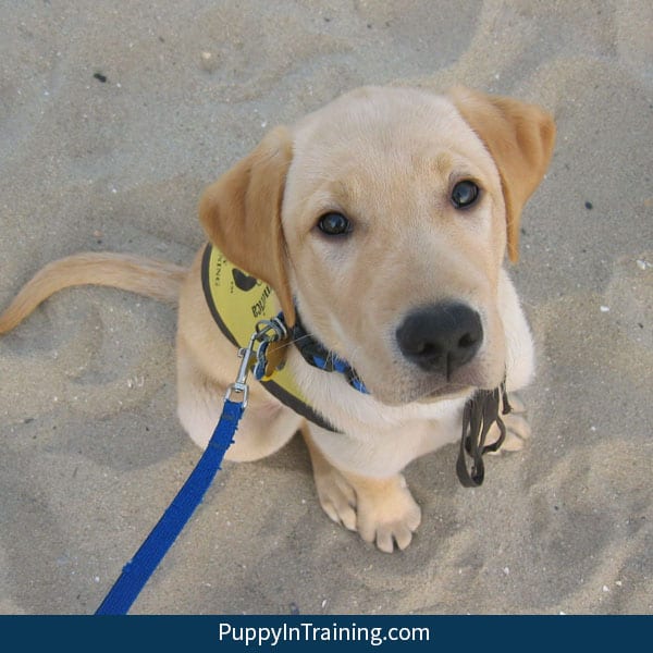 Puppy training tips from our experiences as service dog puppy raisers