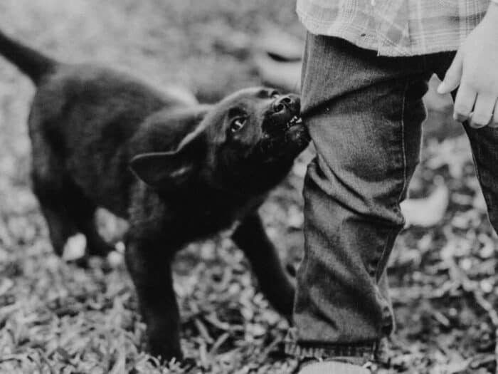 Stop Puppy From Tugging On Clothes - black pup tugs on pants.