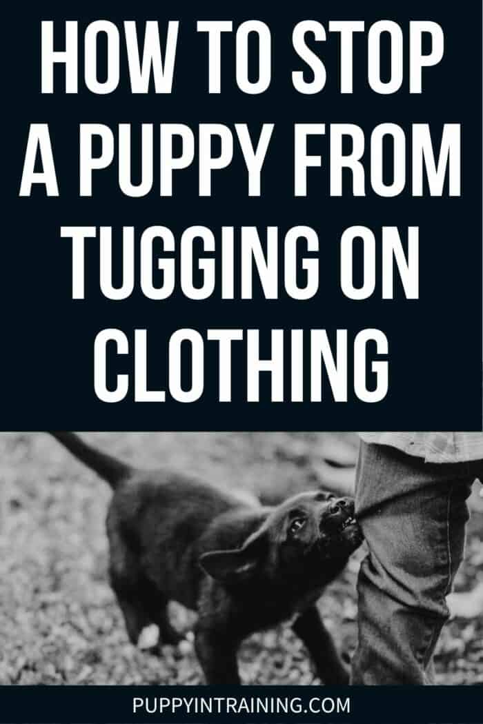 How To Stop A Puppy From Tugging On Clothing - black puppy tugs on little boys pants.