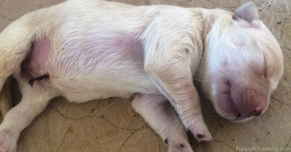 One week old Golden Retriever puppy and her umbilical cord