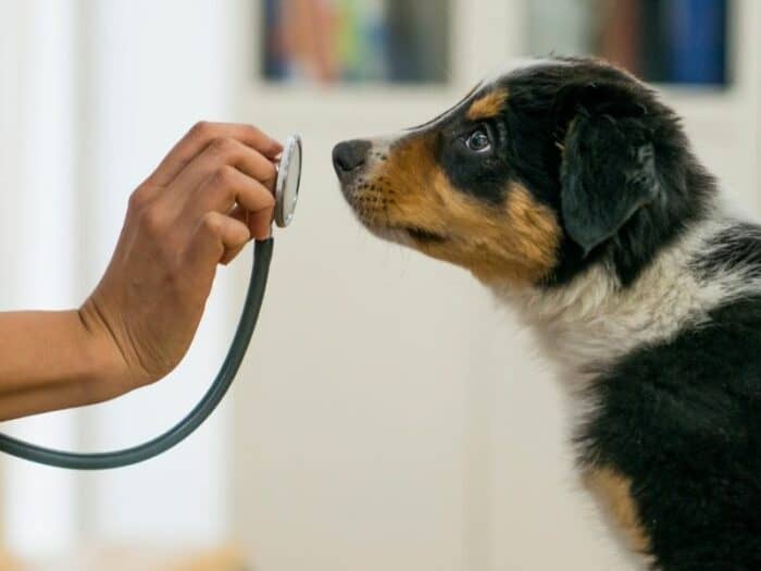 Tri-color puppy sniffing hand holding stethoscope