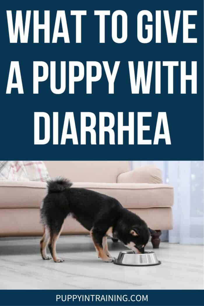 What To Give A Puppy With Diarrhea - small black and tan dog eating out of a bowl.