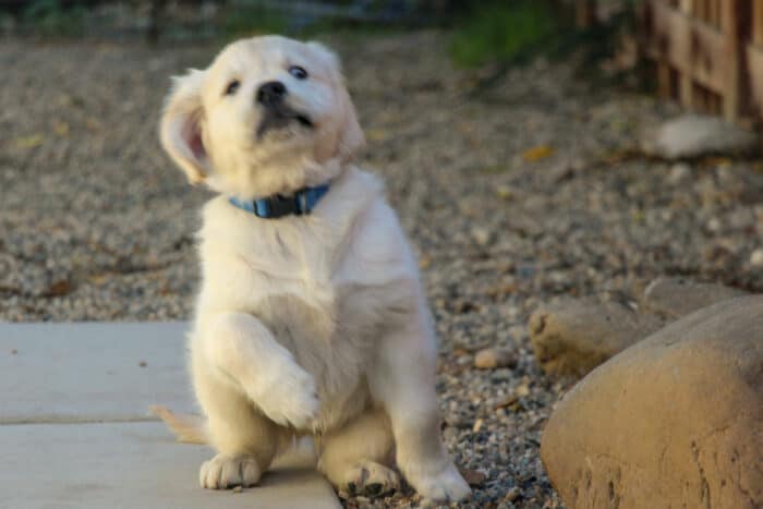 My Puppy Won't Come Inside - Why A Dog Doesn't Come When Called - Golden Retriever puppy leaning back away like he doesn't want to come.