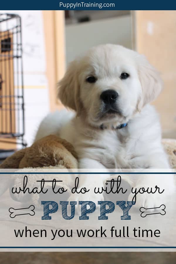 What do you do with your puppy when you work full time? We asked this question before we got Linus. It’s difficult to work full time with a puppy. However, we have a few solutions for those who have to go to work all day, but still have a puppy. #puppyandworking #puppyandwork #puppyandworkingfulltime #workingandpuppytraining #workfulltimewithapuppy