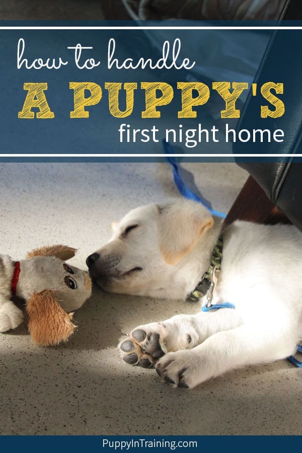 Yellow Lab puppy sleeping half underneath a couch.