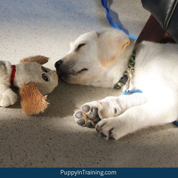 Yellow Lab puppy half under couch facing his little plush doggy toy.