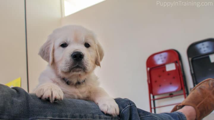 Your Puppy's First Night Home