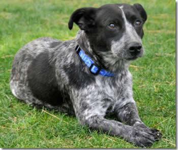 Queensland Heeler Mix