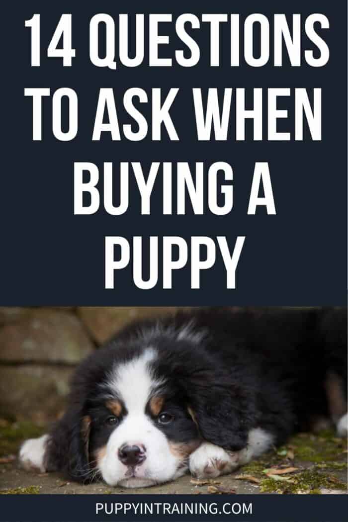 14 Questions To Ask When Buying A Puppy - Bernese Mountain Dog puppy in a down-stay looking adorable