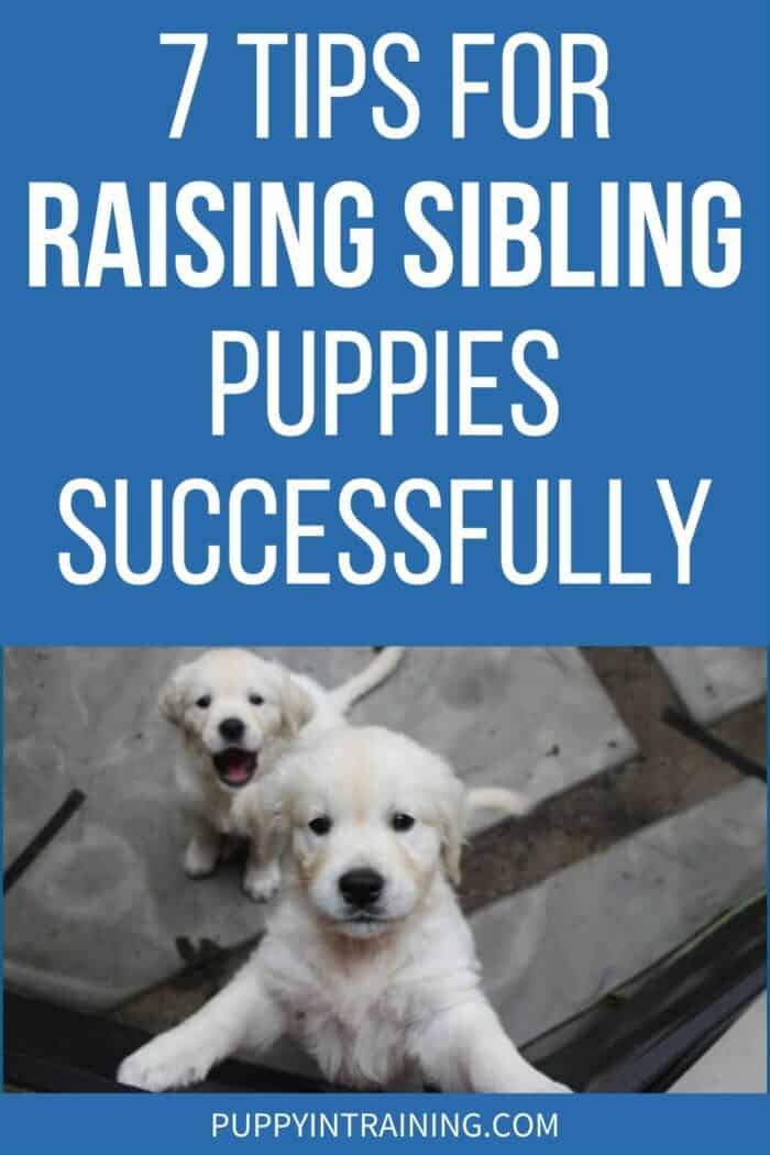 7 Tips For Raising Sibling Puppies Successfully - 2 Golden Retriever siblings. One with mouth open the other jumping up.