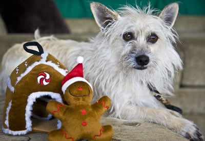 Ralphie and Gingerbread House Dog Toy