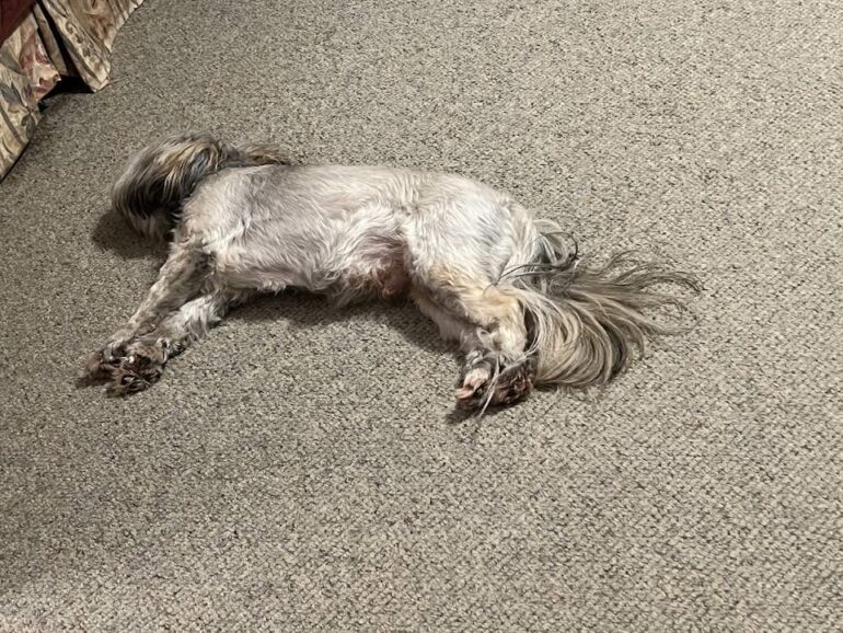 Lhasa Ralphie choosing to lie on the floor