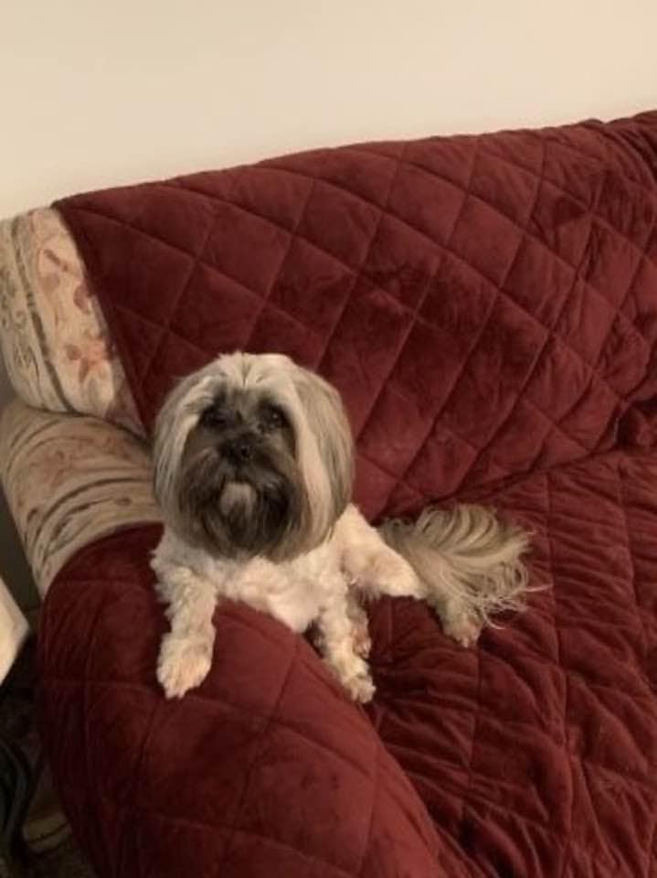 Lhasa Ralphie choosing to be on the sofa