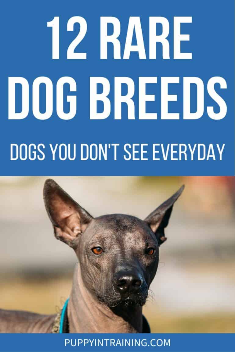 12 Rare Dog Breeds - Dogs You Don't See Everyday - Xoloitzcuintli Mexican Hairless Dog