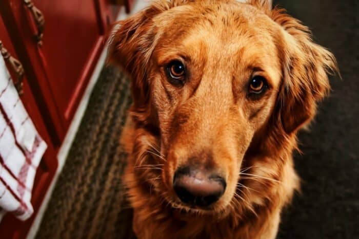 dark coated golden retriever looking up at the camera.