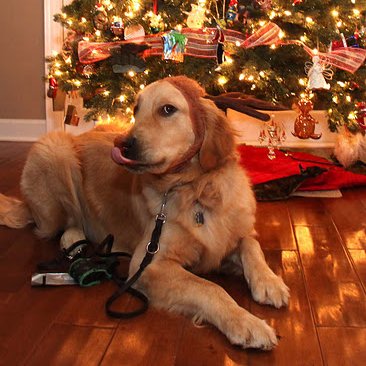 Reindeer Antlers For Dogs