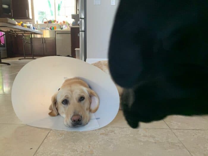 How Long Before I Can Take The Cone Off After Spaying My Dog?When to take cone off dog after neuter