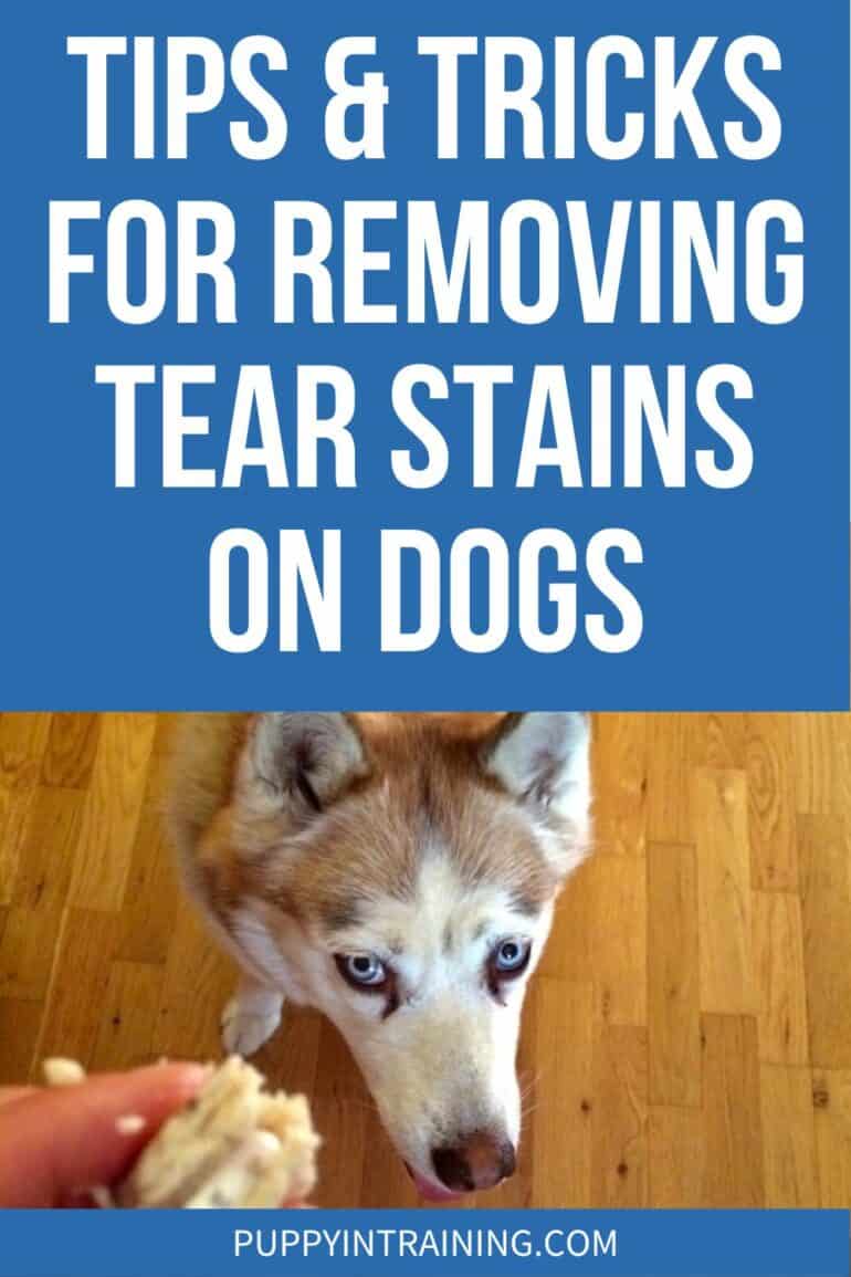 Tips & Tricks For Removing Tear Stains On Dogs - husky with tear stains looking up.