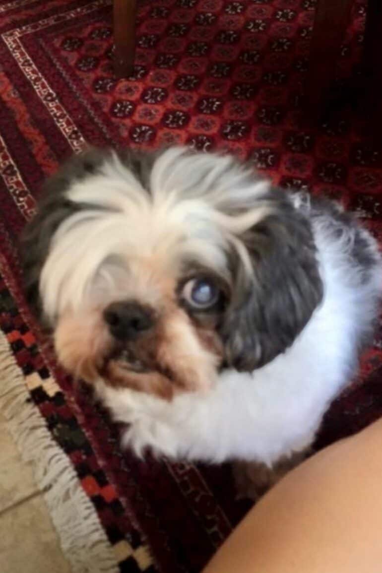 11 year old Shih Tzu Normie’s clouded eye