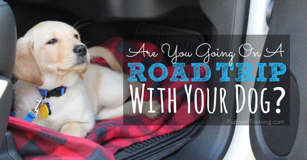 Are you going on a road trip with your dog?