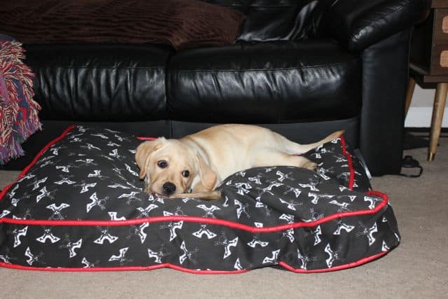 Toby's Rockin Dog Bed