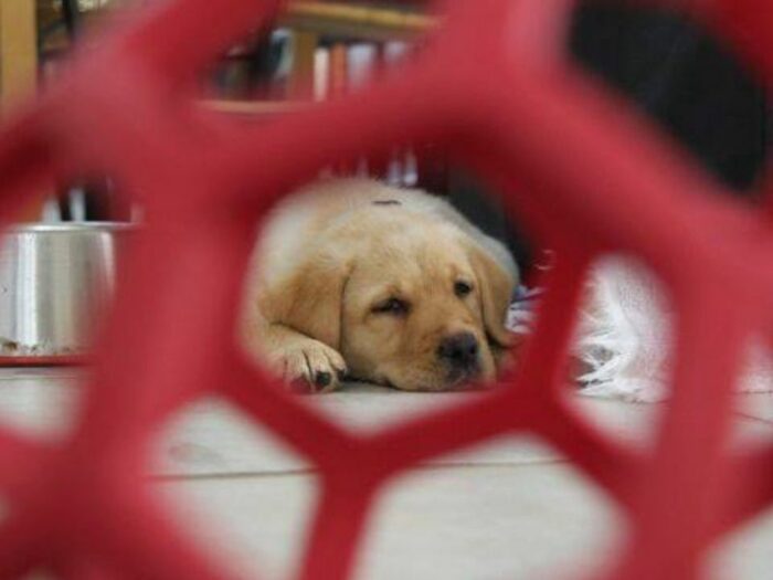 Sleepy Yellow Lab through the hol-ee roller dog toy