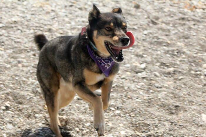 Rottweiler Husky Mix