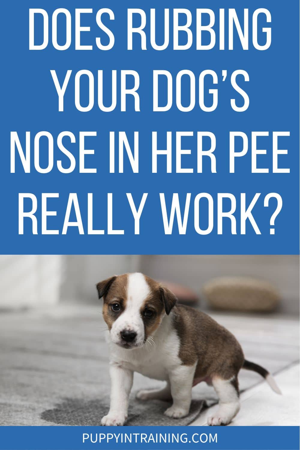 Does Rubbing Your Dog's Nose In Her Pee Really Work? - dog pee'd on carpet