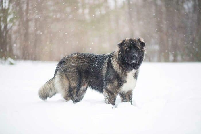 Russian Bear Dog