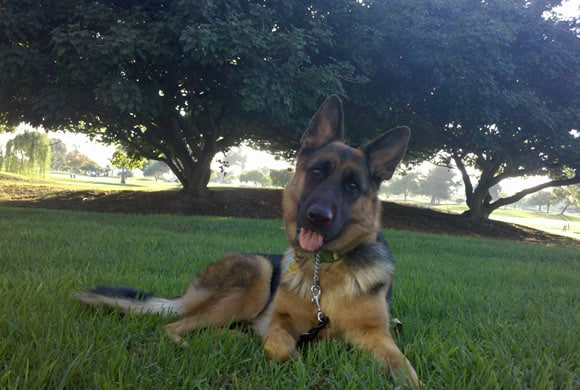 Sable the German Shepherd Dog