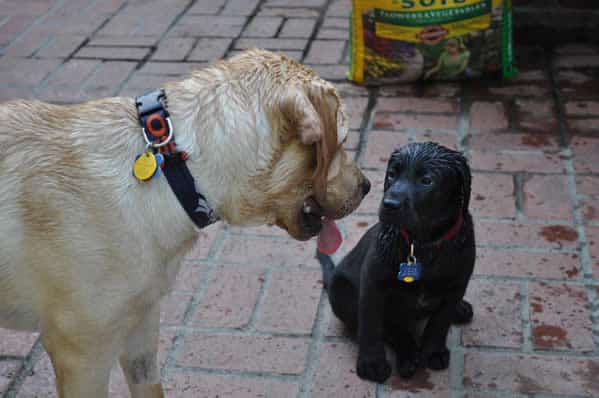 Labrador Retrievers - Yep! They're water dogs!