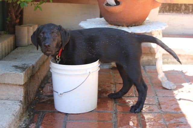 black lab sachi in a water bucket