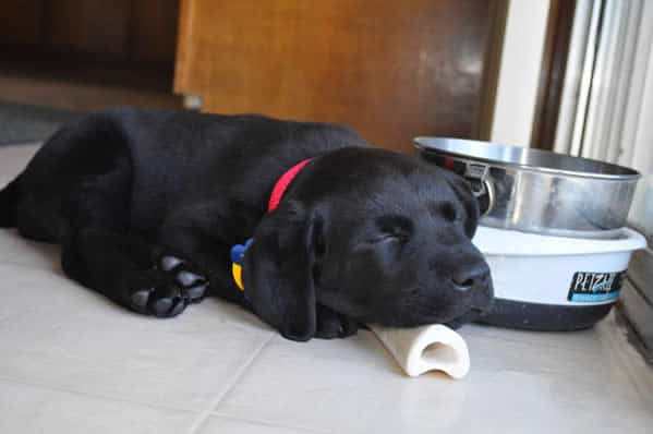 Black Labrador Retriever Puppy Sleeping On Bone