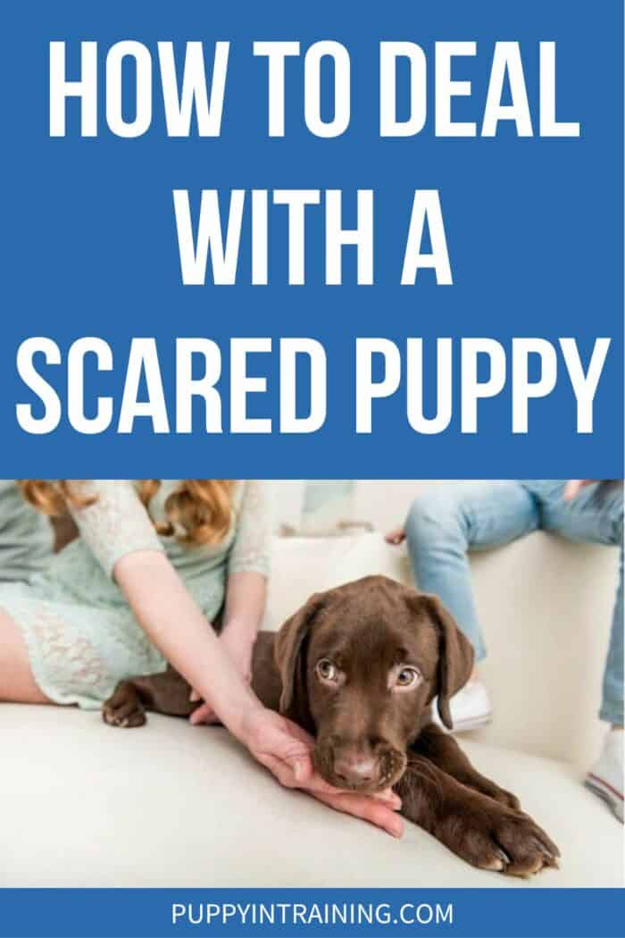 How To Deal With A Scared Puppy - Chocolate Lab puppy getting used to his new home. Girls hand under his mouth.