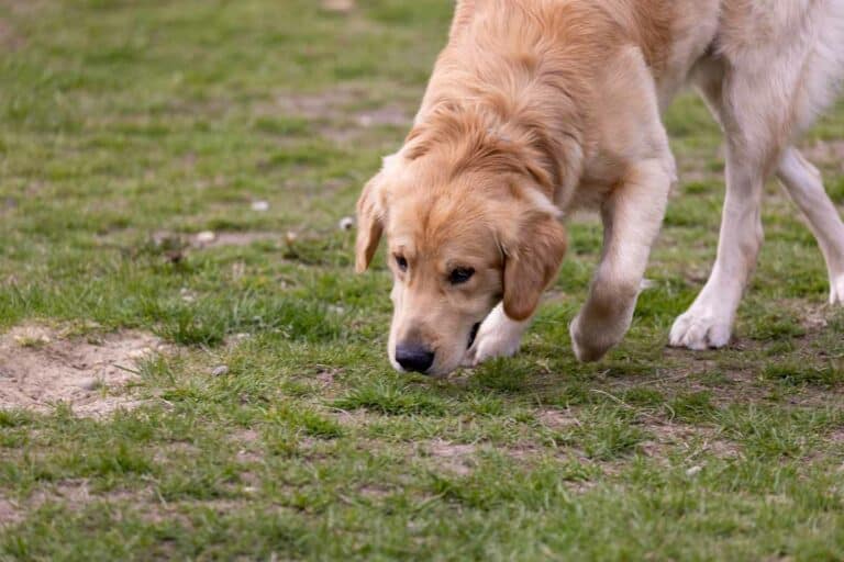 scent training for dogs