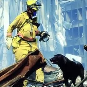 Remembering The Dogs From 9/11