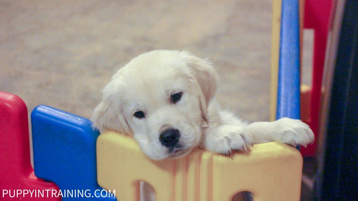 Search and Rescue Puppy? - Puppy practicing his climbing abilities