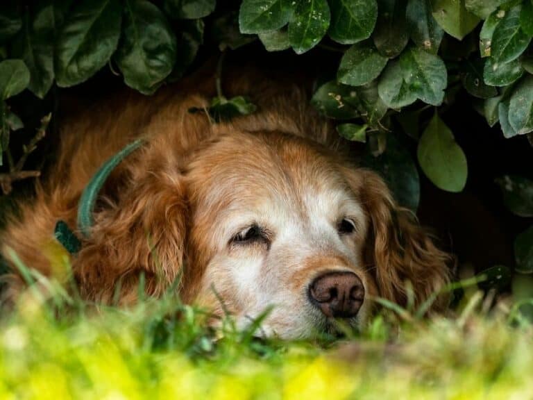 How To Care for Your Senior Golden Retriever