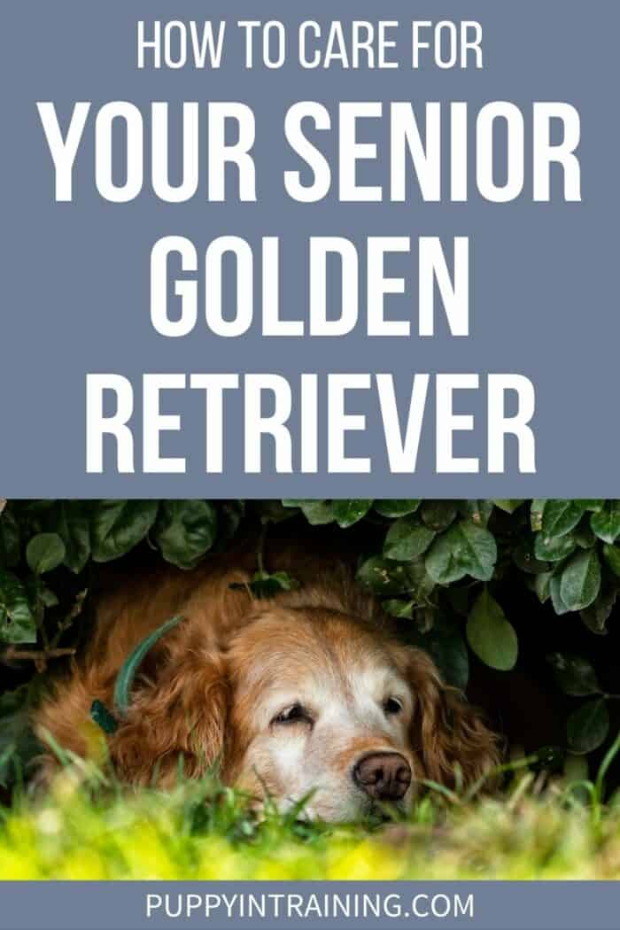 How To Care For Your Senior Golden Retriever - senior golden resting underneath a bush