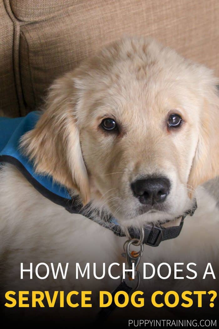 How Much Does A Service Dog Cost? - Golden Retriever puppy looking into the camera wearing service dog vest.