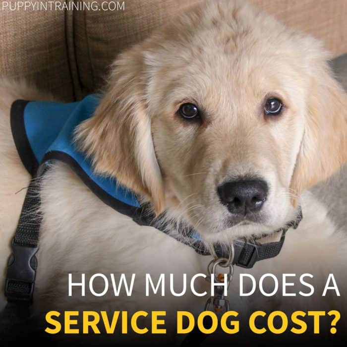 How Much Does It Cost To Train A Service Dog? - Golden service dog puppy looking at you.