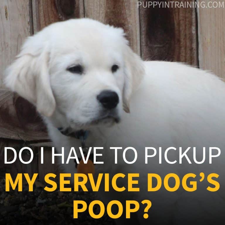 Do I Have To Pickup My Service Dog's Poop?