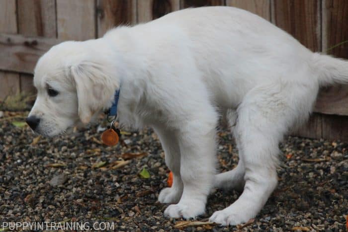 Golden Retriever puppy in the squat position as if he's about to go poop.