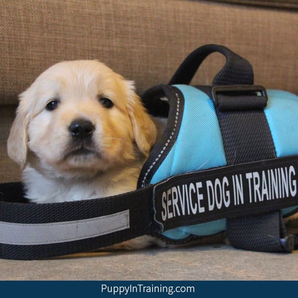 Are you interested in adopting a career changed service dog? Many people don’t know that not all service dog puppies in training become working dogs. Puppies that don’t make it as service dogs are called career changed and are often adopted to loving families. We compiled a list of service dog schools with adoption programs to help people find adoptable service dogs. #servicedogadoption #guidedogadoption #assistancedogadoption #servicedogschools #careerchangedog #adoptapuppy #puppyadoption