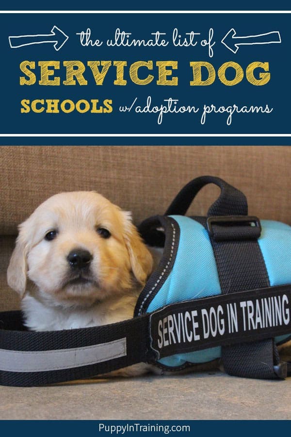 Are you interested in adopting a career changed service dog? Many people don’t know that not all service dog puppies in training become working dogs. Puppies that don’t make it as service dogs are called career changed and are often adopted to loving families. We compiled a list of service dog schools with adoption programs to help people find adoptable service dogs. #servicedogadoption #guidedogadoption #assistancedogadoption #servicedogschools #careerchangedog #adoptapuppy #puppyadoption