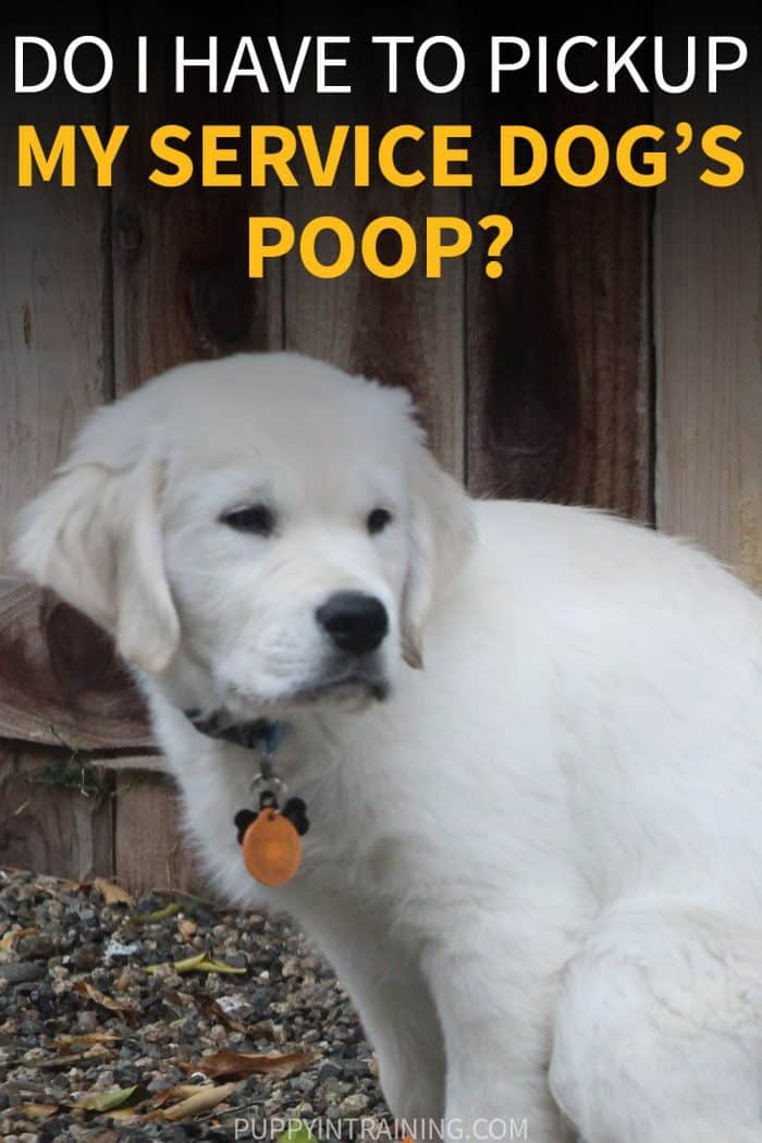 Do I Have To Pickup My Service Dog's Poop? - Golden Retrieve puppy looking back with back arched in the poop position ")