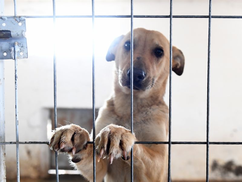 Dog paws on fence in shelter