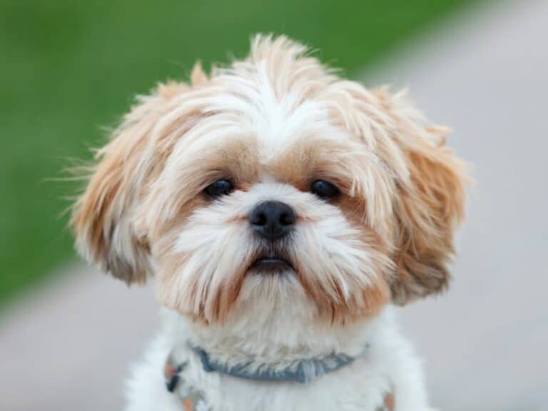 So You Want a Shih Tzu?