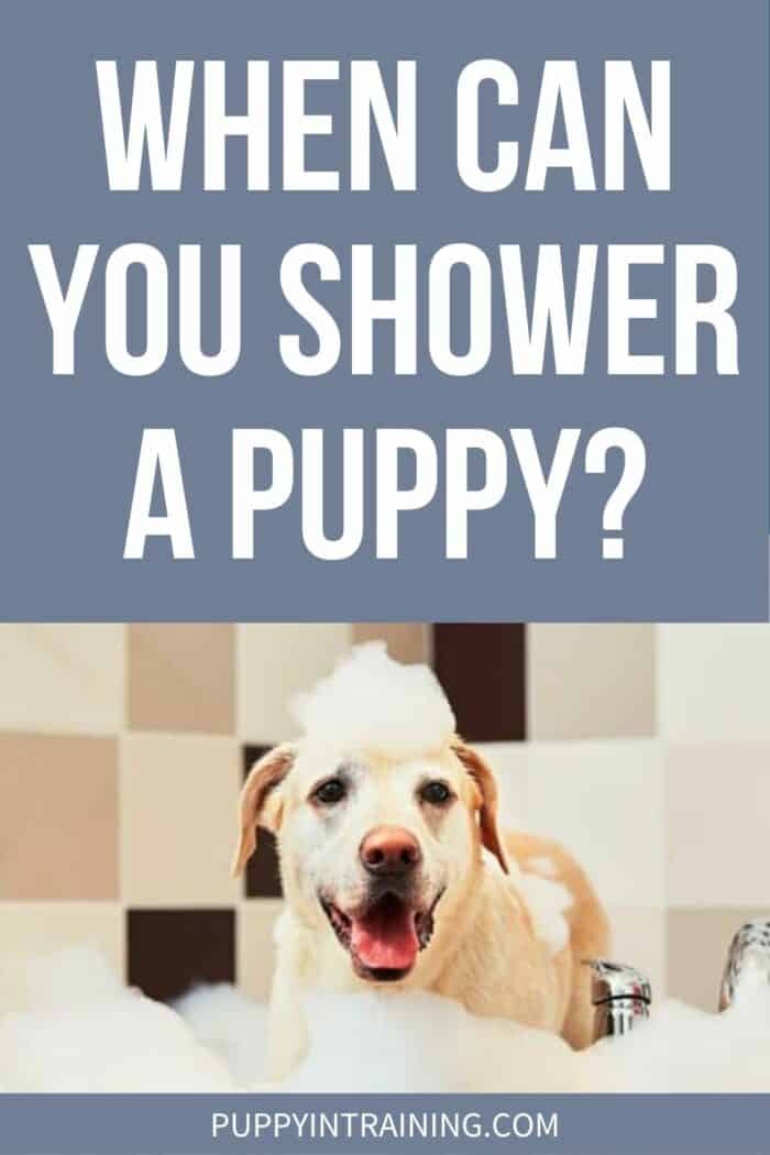 When Can You Shower A Puppy? - Yellow lab in bubble bath